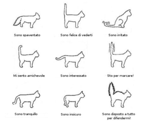 Scopriamo il linguaggio della coda dei gatti - I Miei Animali