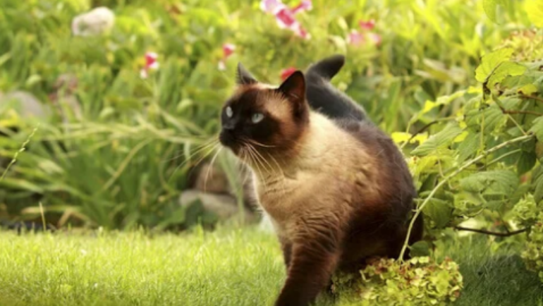 Come possiamo capire le emozioni del nostro gatto?