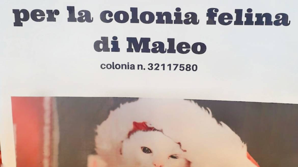 Colletta alimentare per la colonia felina di Maleo